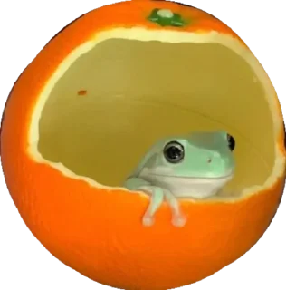 🍊