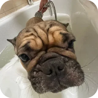 🐶
