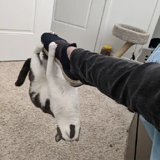 🐈