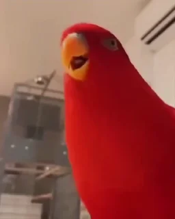 🤣