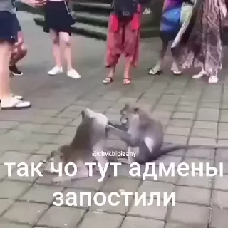 🐵