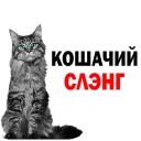 Cats @stickersb2b