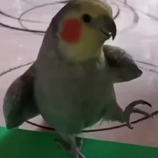 🤩
