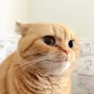 🐈‍⬛