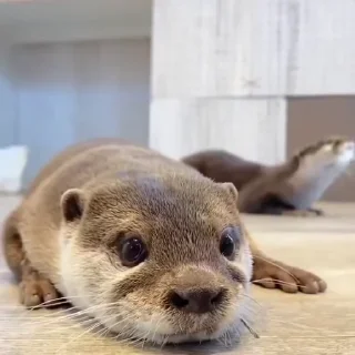 👀