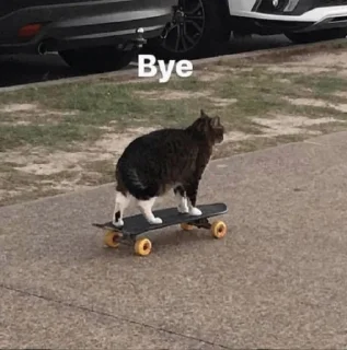 🐱
