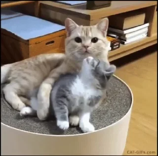 🐱