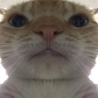 Meme Cat