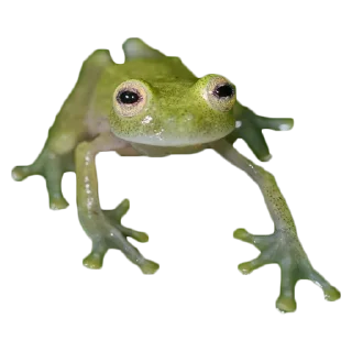 🐸