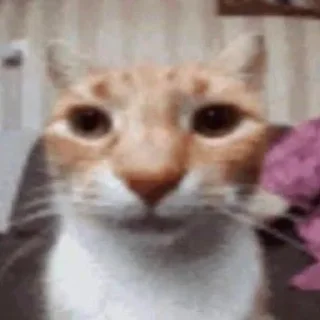 🐱