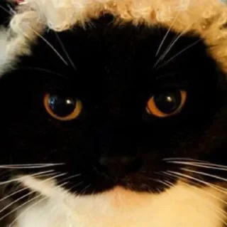 🎄