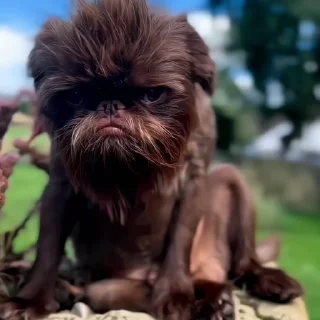 🐶