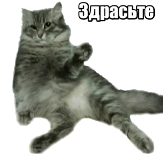 Forty cats @stickersb2b
