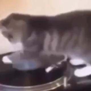 🐈