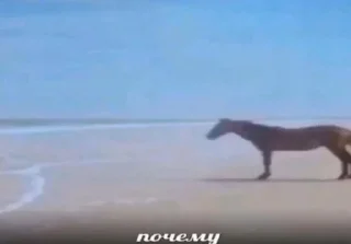 🐴