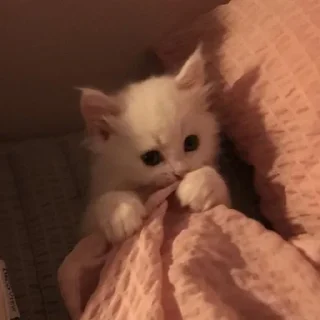 🐱