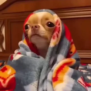 сабачьки @iam13yo