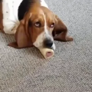 🐩