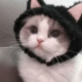 😺