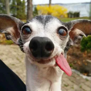 🤪