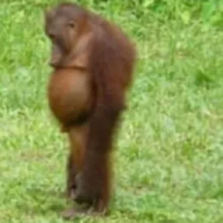 🙊