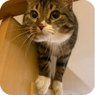 🐱