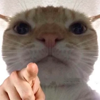 🫵