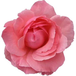 🌹