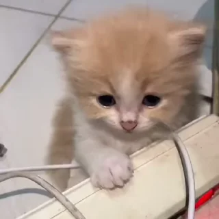 🐾