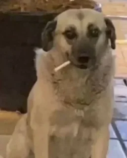 🚬