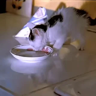 🐈‍⬛