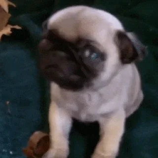 🐕