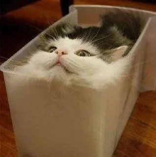 🐱