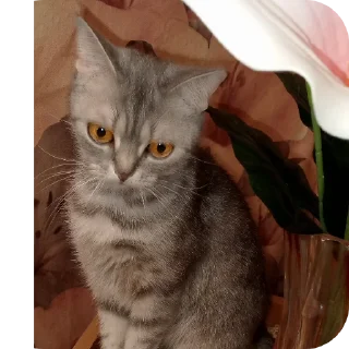🐱