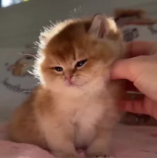 🐱
