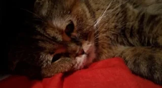 🥺
