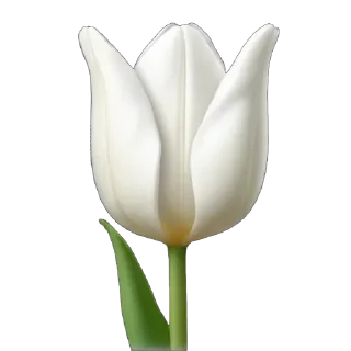 🌷
