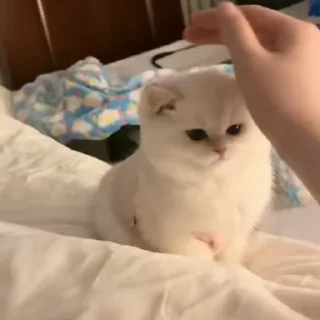 🧶
