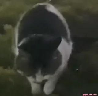 🕺