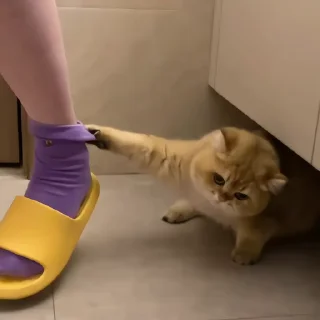🐈‍⬛️