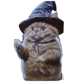 🐱
