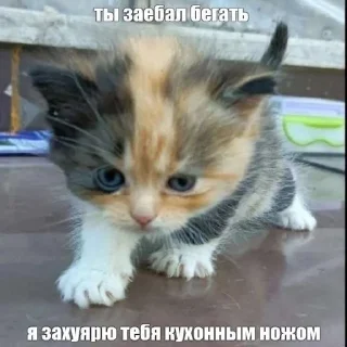 🇺🇦