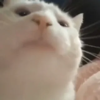 🐈