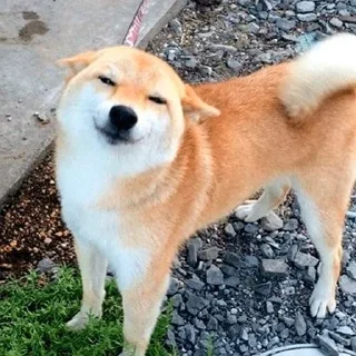 🐶