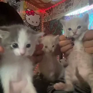 🐾