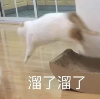 🐱