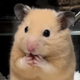🙊