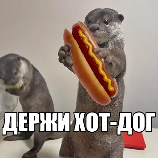 🌭