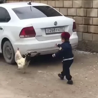 🐓