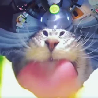 Котики маяпанжики :: @fStikBot